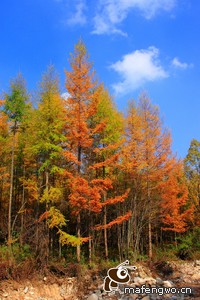 塞维利亚主场-惜败皇马，遗憾落败